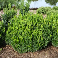 Sprinter® Boxwood