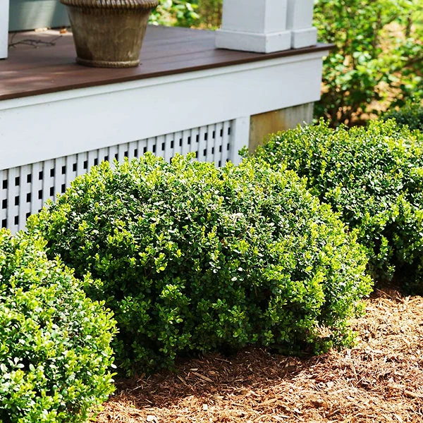 Sprinter® Boxwood 2 Sprinter® Boxwood - Image 2