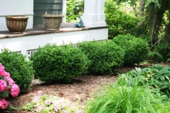 Sprinter® Boxwood 5 Sprinter® Boxwood -The Tree Center sprinter boxwood 3 600x400 1