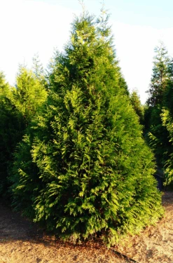 Steeplechase Arborvitae -The Tree Center steeplechase arborvitae 1 600x911 1