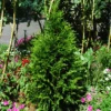 Steeplechase Arborvitae