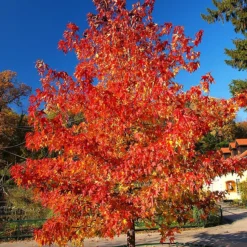 Summer Red Maple 9 Summer Red Maple -The Tree Center summer red maple 1 600x600 1
