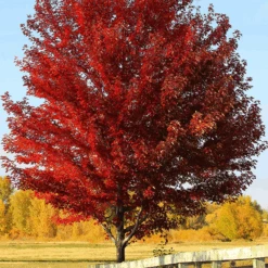 Sun Valley Red Maple -The Tree Center sun valley maple 1 600x600 1