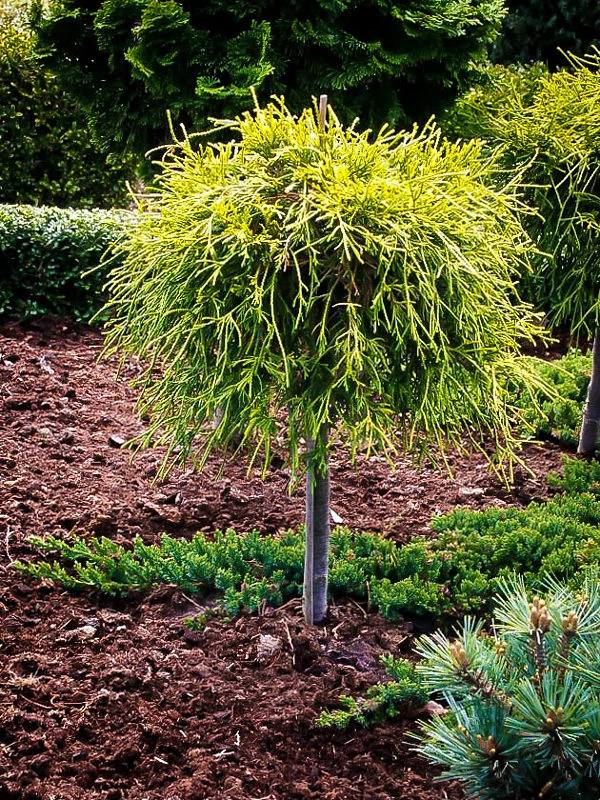 Sungold Sawara Cypress Tree Form 1 Sungold Sawara Cypress Tree Form