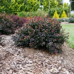 Sunjoy® Todo Barberry -The Tree Center sunjoy todo barberry 2 jpg webp