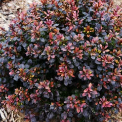 Sunjoy® Todo Barberry