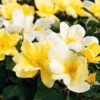 Sunny Knock Out® Rose - Tree Form