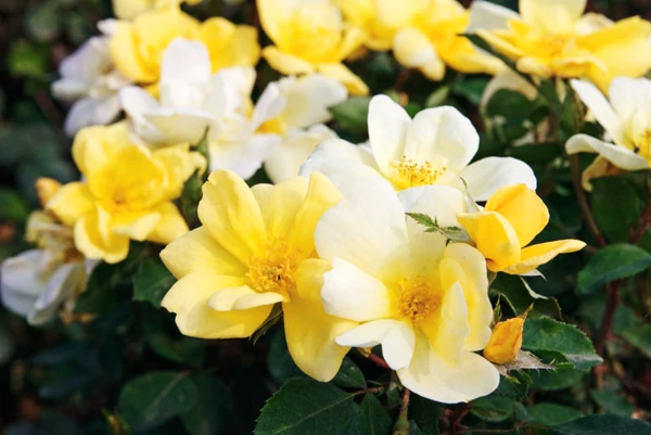 Sunny Knock Out® Rose - Tree Form 1 Sunny Knock Out® Rose - Tree Form