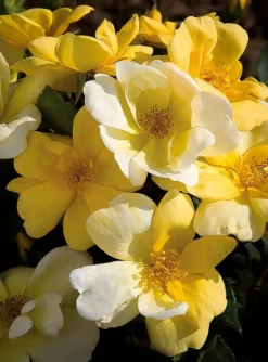 Sunny Knock Out® Rose 5 Sunny Knock Out® Rose -The Tree Center sunny knockout rose 1 jpg webp