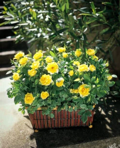 Sunny Knock Out® Rose