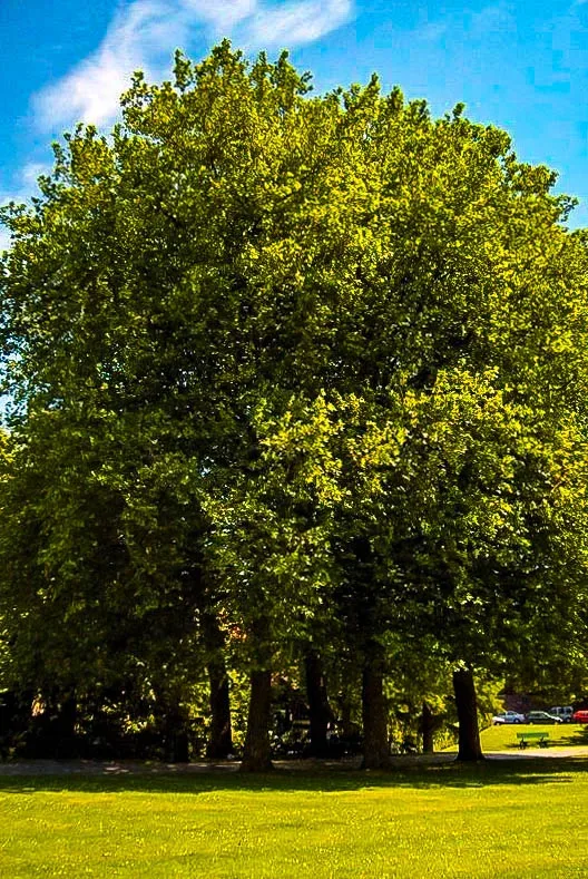 Bloodgood Sycamore Tree 3 Bloodgood Sycamore Tree - Image 3