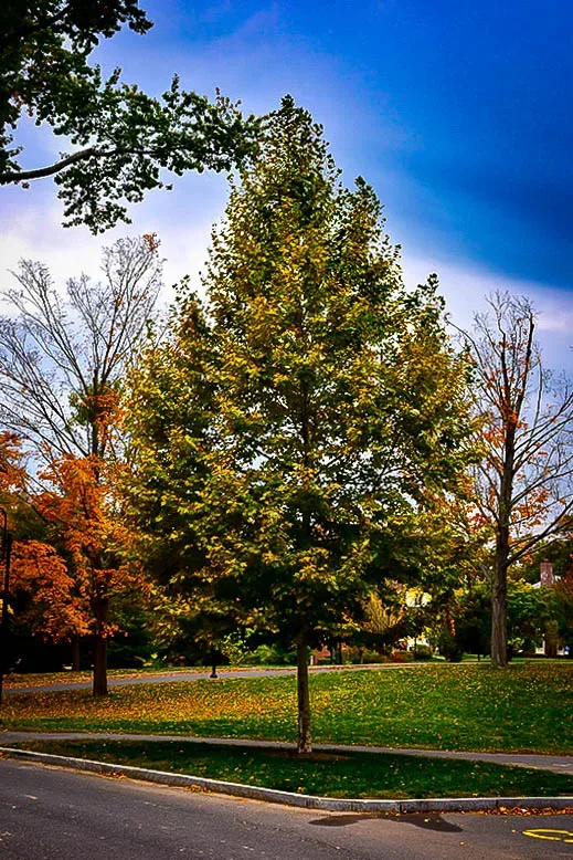 Bloodgood Sycamore Tree 2 Bloodgood Sycamore Tree - Image 2