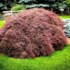Tamukeyama Japanese Maple