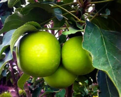 Tangy Green Urban Apple Tree