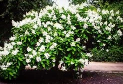 Tardiva White Hydrangea -The Tree Center tardiva hydrangea 2 600x413 1