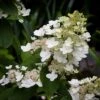 Tardiva White Hydrangea