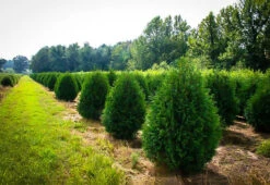 Techny Arborvitae -The Tree Center techny thuja 1 600x413 1