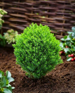 Teddy Arborvitae -The Tree Center teddy arborvitae 3 600x750 1