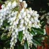 Temple Bells Pieris