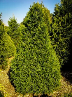 Thuja Can Can -The Tree Center thuja can can 1 600x800 1