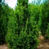 Thuja Can Can