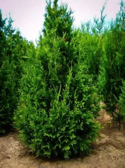 Thuja Can Can