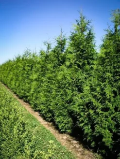 Excelsa Giant Arborvitae -The Tree Center thuja excelsa 1 jpg webp