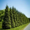 Thuja Green Giant