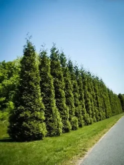Thuja Green Giant