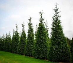 Thuja Green Giant 8 Thuja Green Giant -The Tree Center thuja green giant 4 600x514 1