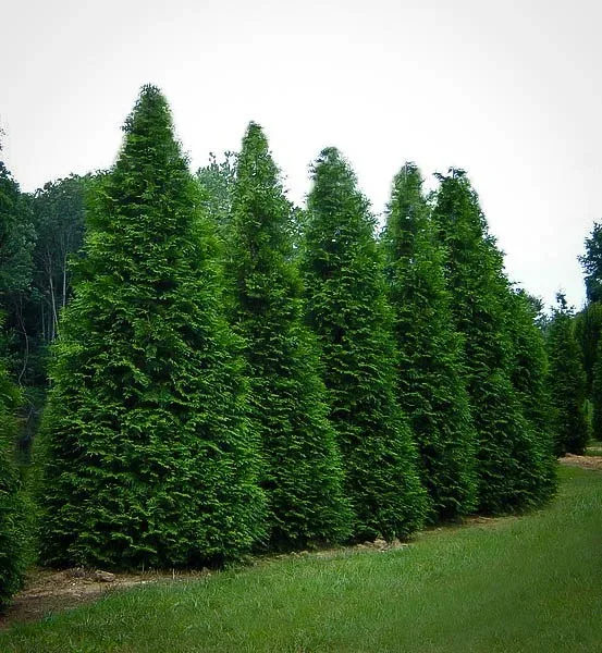 Thuja Green Giant 5 Thuja Green Giant - Image 5