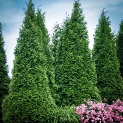 Thuja Green Giant 7 Thuja Green Giant -The Tree Center thuja green giant blue edit 2 jpg webp