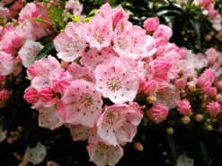 Tiddlywinks Mountain Laurel -The Tree Center tiddlywinks kalmia 1 600x450 1