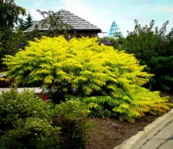 Rhus Tiger Eyes Sumac 7 Rhus Tiger Eyes Sumac -The Tree Center tiger eyes sumac 1 600x516 1