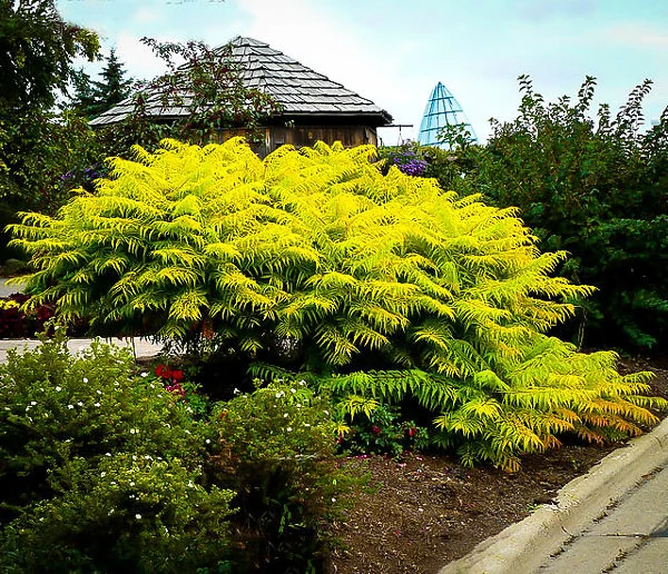Rhus Tiger Eyes Sumac 3 Rhus Tiger Eyes Sumac - Image 3