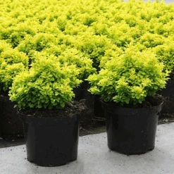 Tiny Gold® Barberry