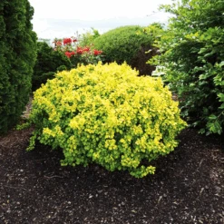 Tiny Gold® Barberry -The Tree Center tiny gold barberry 3