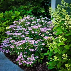 Tiny Tuff Stuff™ Mountain Hydrangea -The Tree Center tiny tuff stuff mountain hydrangea 1 jpg webp