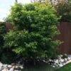 Tobiosho Japanese Maple