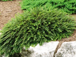 Tom Thumb Cotoneaster -The Tree Center tom thumb cottoneaster 3 600x450 1