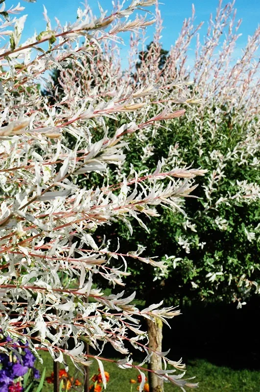 Tri Color Dappled Willow - Tree Form 2 Tri Color Dappled Willow - Tree Form - Image 2
