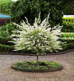 Tri Color Dappled Willow - Tree Form 5 Tri Color Dappled Willow - Tree Form -The Tree Center tri colored dappled willow tree form 3 1 jpg webp