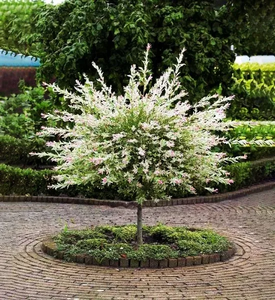 Tri Color Dappled Willow - Tree Form 3 Tri Color Dappled Willow - Tree Form - Image 3