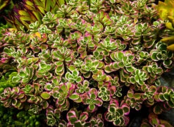 Tricolor Sedum -The Tree Center tricolor sedum 1 600x437 1