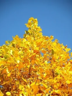 Tulip Poplar -The Tree Center tulip poplar 3 jpg webp