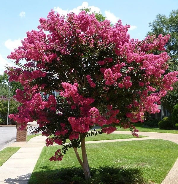 Tuscarora Crape Myrtle 2 Tuscarora Crape Myrtle - Image 2