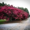 Tuscarora Crape Myrtle