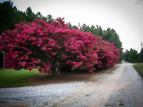 Tuscarora Crape Myrtle 1 Tuscarora Crape Myrtle