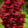 Twomblys Red Sentinel Japanese Maple