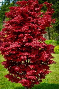 Twomblys Red Sentinel Japanese Maple